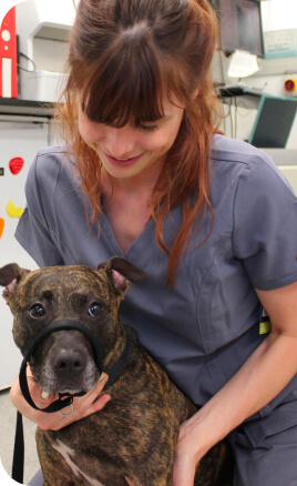 Puppy at a Voo Vets check-up