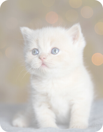 Vet caring for a pet with long-term illness